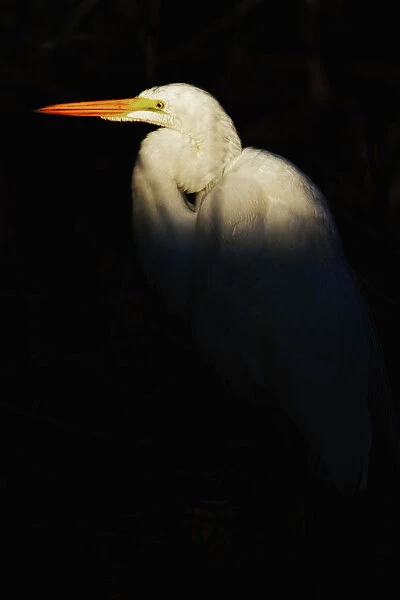 Great Egret, Everglades National Park, Florida