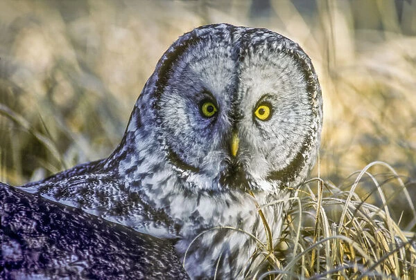 Great gray owl sitting in dry grass, Yellowstone National Park, USA