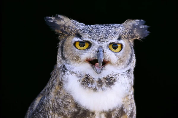 Great Horned Owl (Bubo Virginianus) Portrait B1660