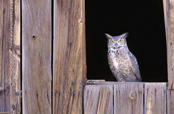 Great Horned Owl (Bubo Virginianus) in barn window
