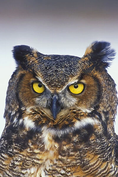 Great Horned Owl Perched Captive