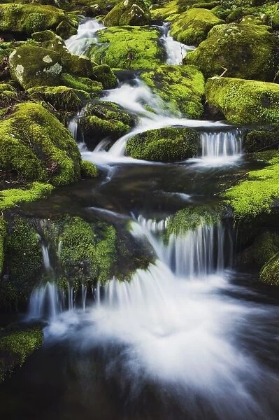 Great Smoky Mountains National Park, Tennessee, United States Of America; Small Mountain Creek And Moss Covered Rocks