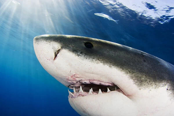Great White Shark (Carcharodon Carcharias); Mexico