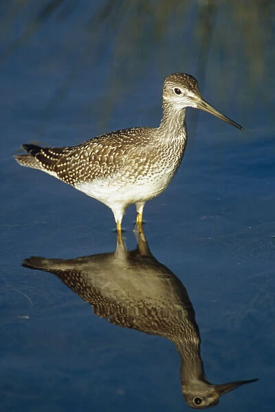Greater Yellow-Legs Standing In Shallows Sc Ak Summer