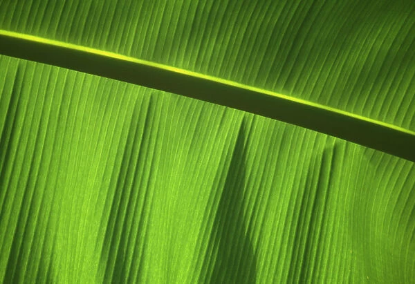 Green Leaf, Close-Up