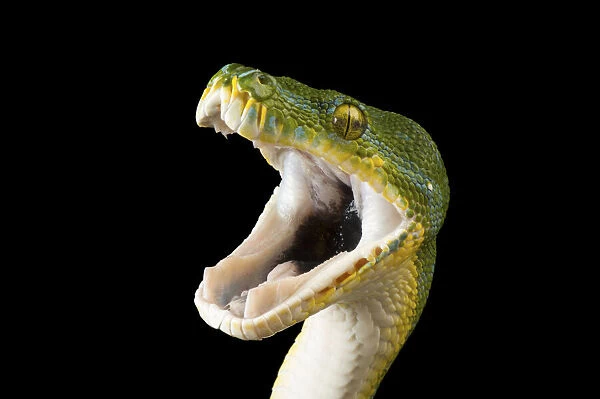 Green tree python portrait
