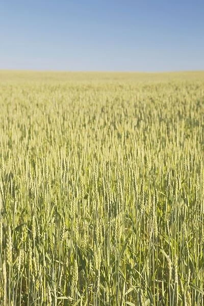 Green Wheat Field, Alberta, Canada