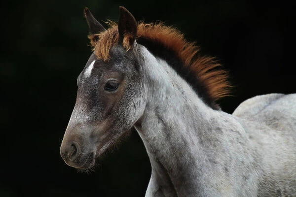 Grey foal with a red mane
