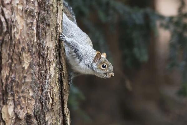 A grey squirrel making its way down a tree trunk; Middlesborough teeside england