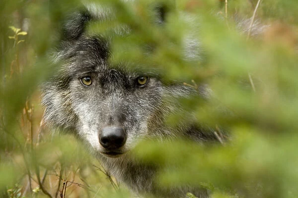 Grey Wolf, Outside Golden, British Columbia