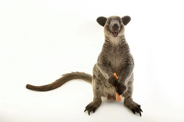 Grizzled tree-kangaroo portrait