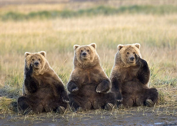 Three Grizzlies Sitting In Meadow Scratching Faces Katmai National Park Alaska Composite