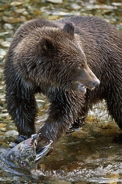 Grizzly Bear Biting Salmon; Hyder, Alaska, Usa