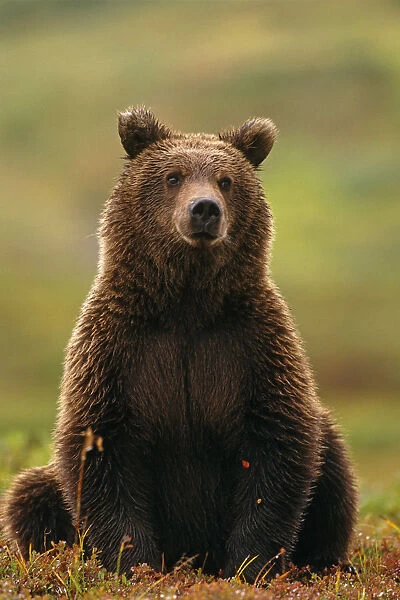 Grizzly Bear Near Hwy Pass Denali Natl Park Interior Ak Summer Portrait