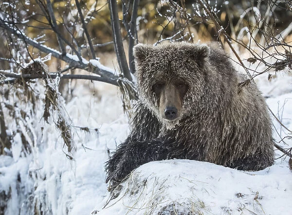 Grizzly Bear In Ni iinlii Njik (Fishing Branch) Territorial Park, Yukon Territory, Canada