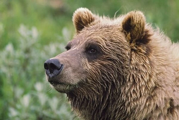 Grizzly Bear Portrait; Denali National Park And Preserve, Alaska, Usa
