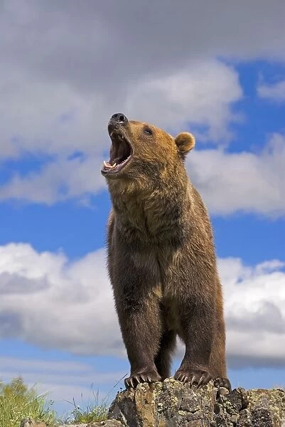 Grizzly Bear Roaring