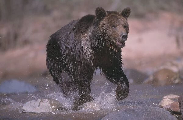 Grizzly Bear Running Through Stream