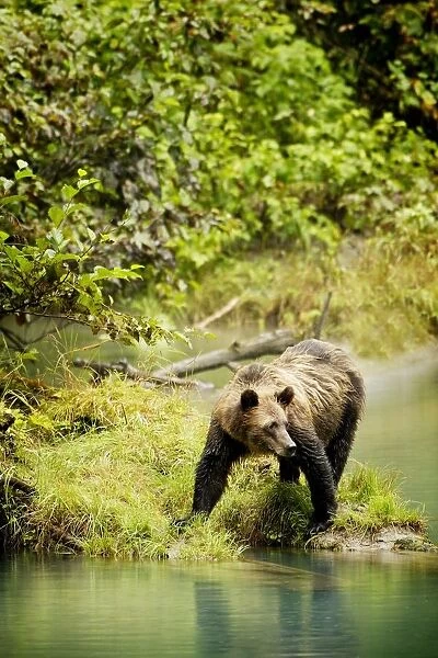 Grizzly Bear On Shore