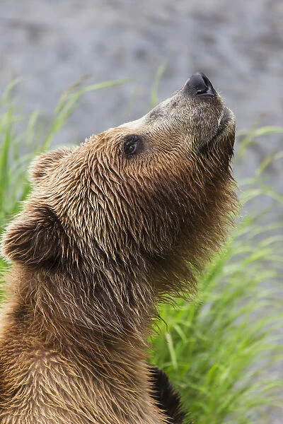 Grizzly Bear Sniffing Air While Fishing For Sockeye Salmon At Brooks Falls In Katmai National Park & Preserve, Southwest Alaska, Summer