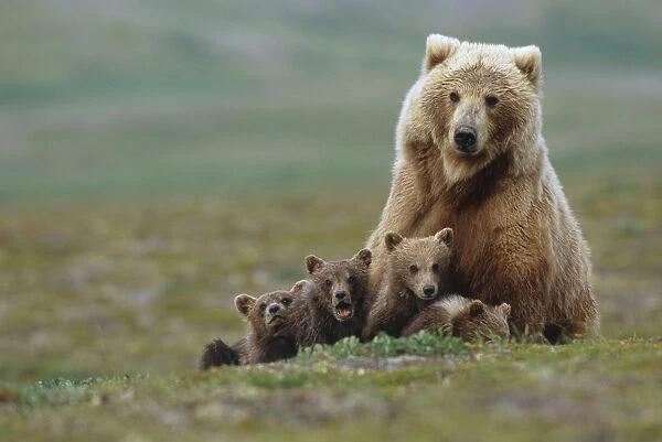 Grizzly Bear Sow W  /  4 Young Cubs Near Moraine Creek Katmai National Park Southwest Alaska Summer