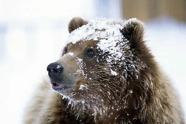 Grizzly Bear Standing With Face Covered In Snow At The Alaska Wildlife Conservation Center In Alaska During Spring