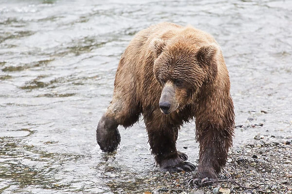 Grizzly Bear (Ursus Arctos) Fishing For Sockeye Salmon At Brooks Falls In Katmai National Park & Preserve, Southwest Alaska;Alaska, United States Of America