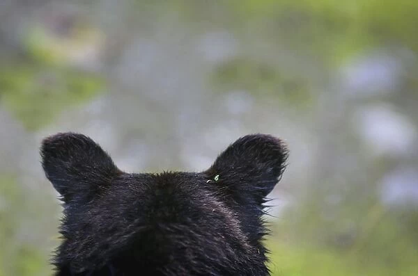 The Back Of A Grizzly Bear (Ursus Arctos Horribilis) Head; Hyder, Alaska, Usa