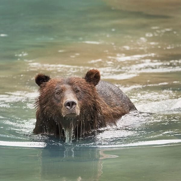 Grizzly Bear (Ursus Arctos Horribilis) Swimming; Hyder, Alaska, Usa