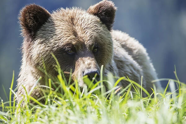 Grizzly Bear (Ursus Arctos Horribilis), Khutzymateen Sanctuary, Near Prince Rupert; British Columbia, Canada