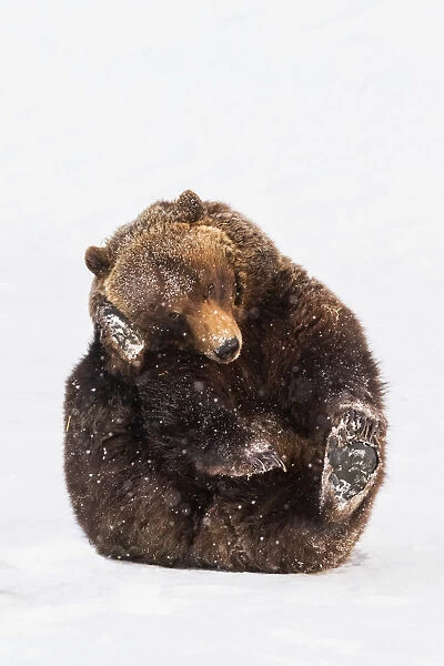 Grizzly Bear (Ursus Arctos Horribilis) Scratching Himself At The Alaska Wildlife Conservation Center