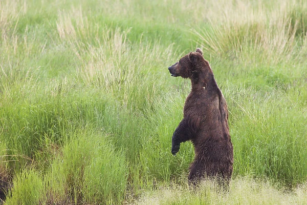 Grizzly Bear (Ursus Arctos) Standing On Its Hind Legs To Get A View Above The Weeds Near The Brooks River In Katmai National Park And Preserve, Southwest Alaska; Alaska, United States Of America