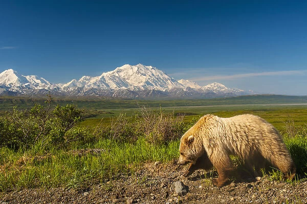 A Grizzly Bear Walking Alongside The Park Road In Area 14 With Mount Mckinley In The Background, Denali National Park, Interior Alaska
