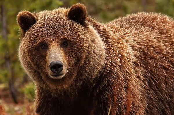 Grizzly Bear, Yukon
