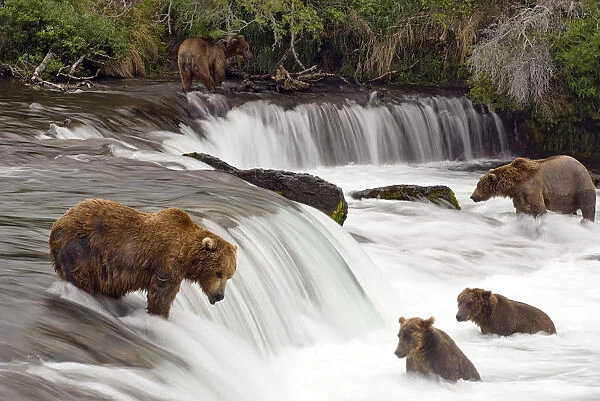 Grizzly Bears Fish At Brooks Falls In Katmai National Park, Alaska