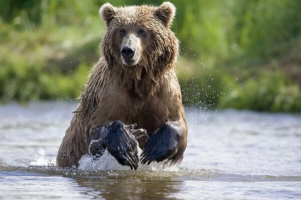 Grizzly Chasing Salmon In River During Summer Months In Alaska