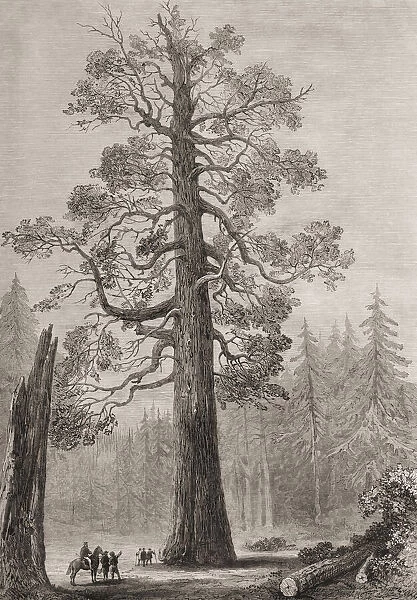 The Grizzly Giant, a giant sequoia tree, Mariposa Grove, Yosemite National Park, California, Unites States of America. From The London Illustrated News, published 1881
