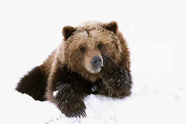 Grizzly Resting Head On Paw While Laying In Snow At The Alaska Wildlife Conservation Center In Alaska During Spring