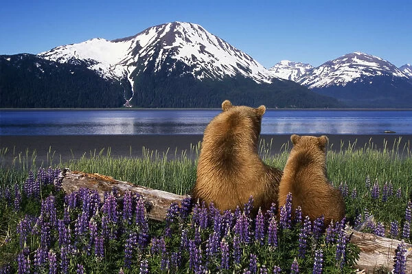 Grizzly Sow & Cub Sit On Log & View Turnagain Arm Southcentral Alaska Digital Composite