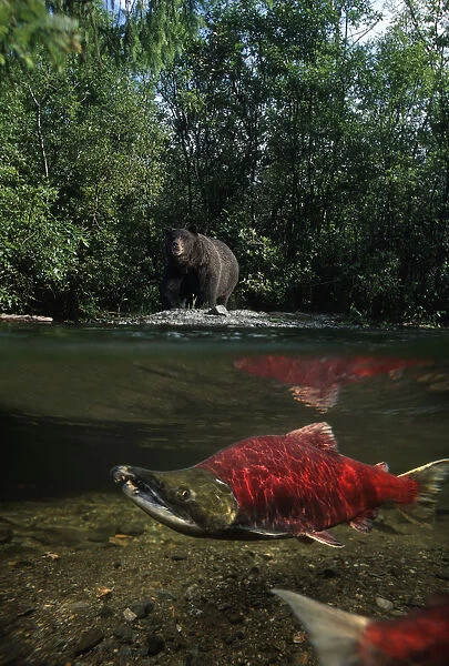 Grizzly Watches Salmon From Riverbank Digital Composite