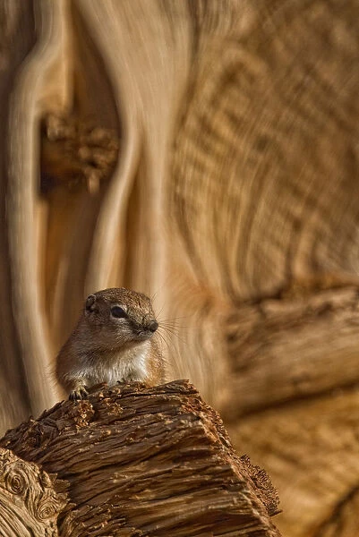 Ground Squirrel At Monument Valley, Arizona