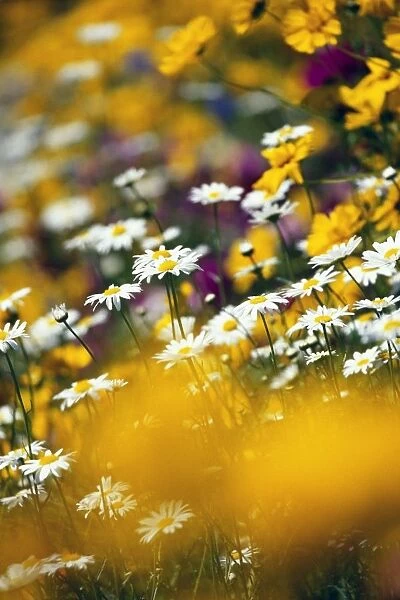 Group Of Daisies