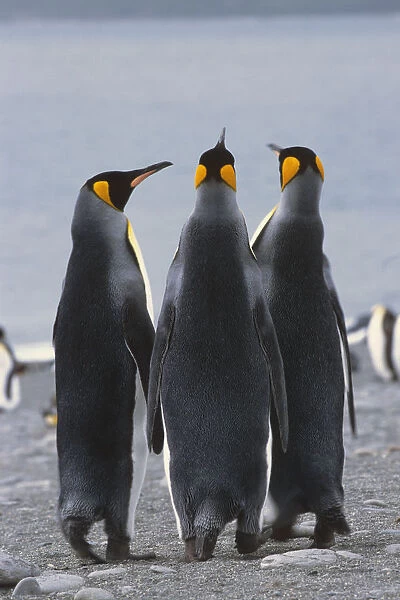 Group Of King Penguins Standing Together South Georgia Island Antarctic