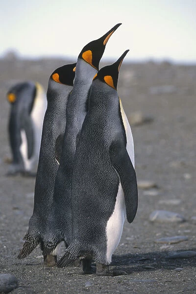 Group Of King Penguins Standing Together South Georgia Island Antarctic
