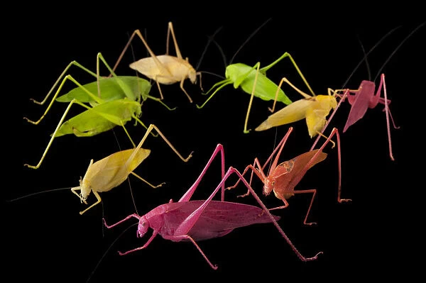 Group of Oblong-winged katydids on a black background