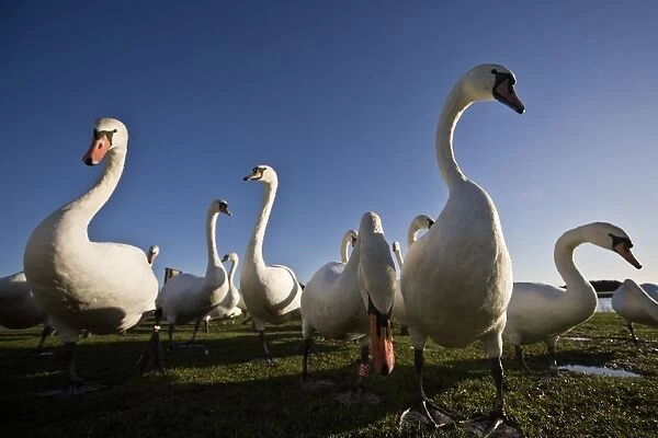 A Group Of Swans