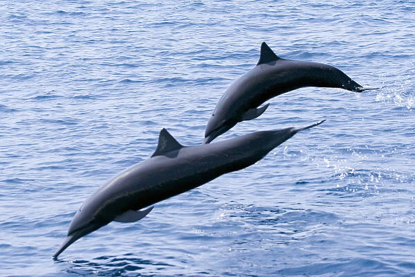 Guatemala, Puerto Quetzal, Spinner Dolphins Jumping