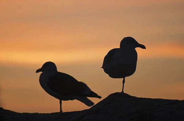 Gulls Silhouetted Against The Orange Sky; Seaside, Oregon, United States Of America