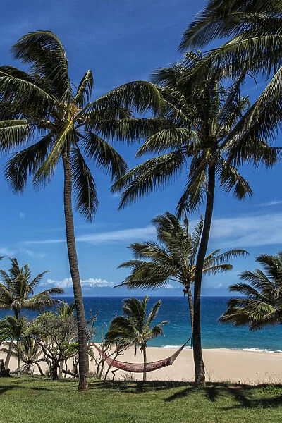 A Hammock Hangs Between Two Palm Trees On The Beach With Blue Sky And Ocean; Maui, Hawaii, United States Of America