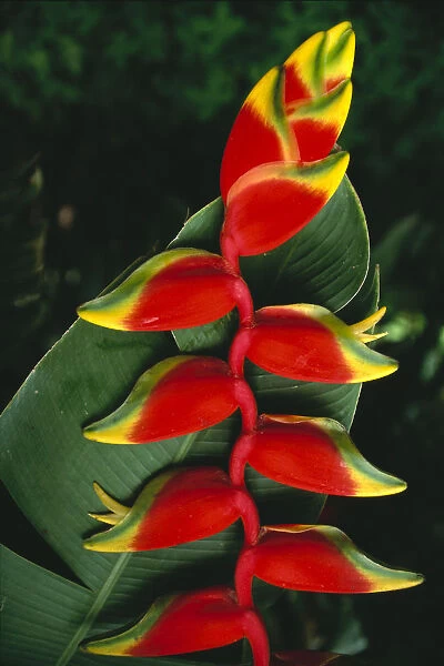 Detail Of Hanging Heliconia Against Leaf, Bright Contrasting Colors